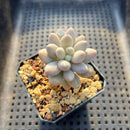 Pachyphytum 'Pink Lover' 2” Succulent Plant