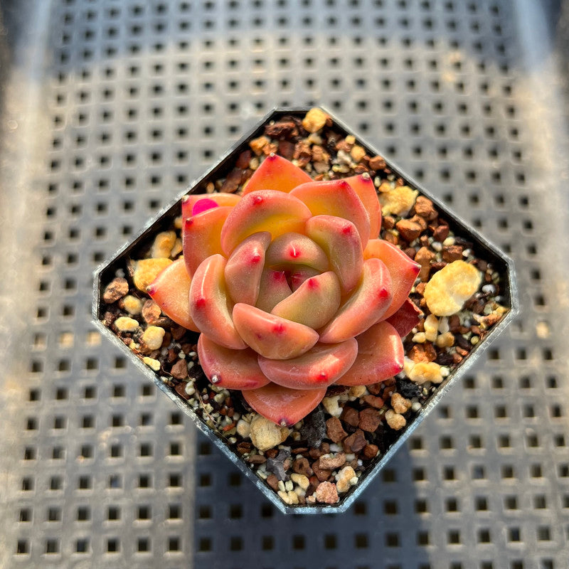 Echeveria 'Charlotte' 2" Succulent Plant