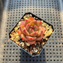 Echeveria 'Charlotte' 2" Succulent Plant