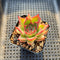 Echeveria 'Shakino' 2" Succulent Plant