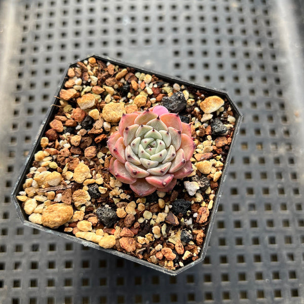 Echeveria Zaragoza x 'Sarahime' 1" Small Succulent Plant