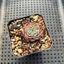 Echeveria Zaragoza x 'Sarahime' 1" Small Succulent Plant