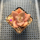 Echeveria 'Red Lips' (Xichuensis Hybrid) 2" Succulent Plant