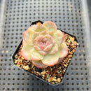 Echeveria 'Tipsy' 1"-2" Jelly Type Succulent Plant