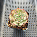 Echeveria sp. 2" Succulent Plant