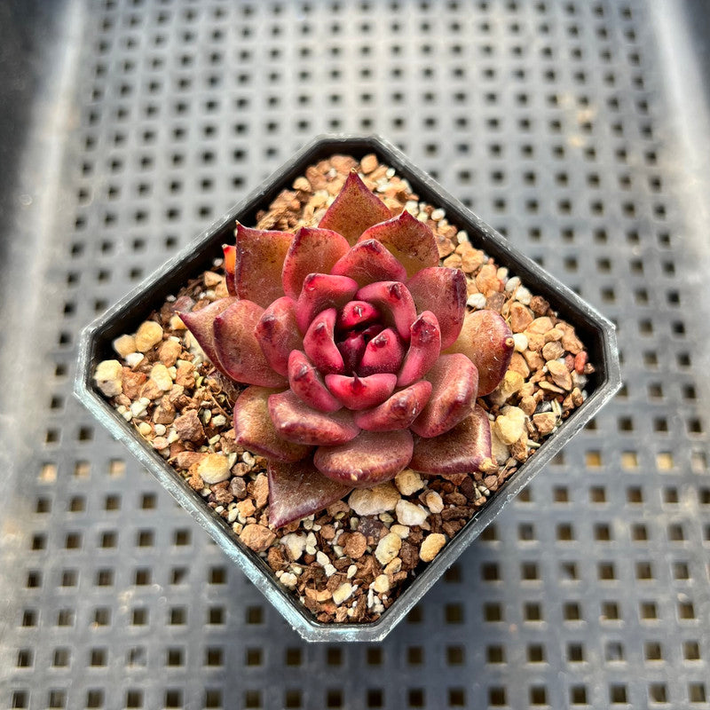 Echeveria sp. 2" Succulent Plant