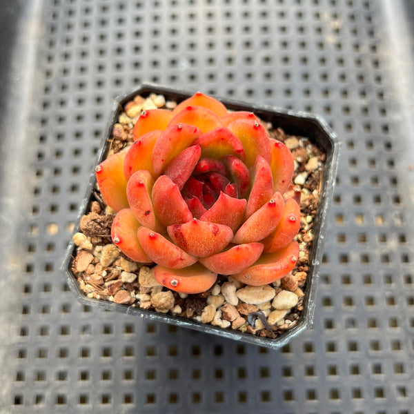 Echeveria sp. 2" Succulent Plant