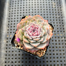 Echeveria sp. 2" Succulent Plant