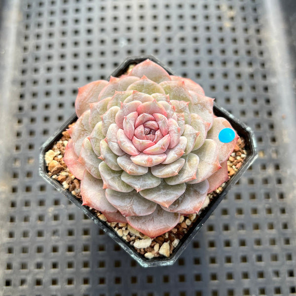 Echeveria sp. 2" Succulent Plant