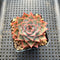 Echeveria sp. 2" Succulent Plant