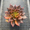 Echeveria 'Black Prince' Variegated 2"-3" Succulent Plant