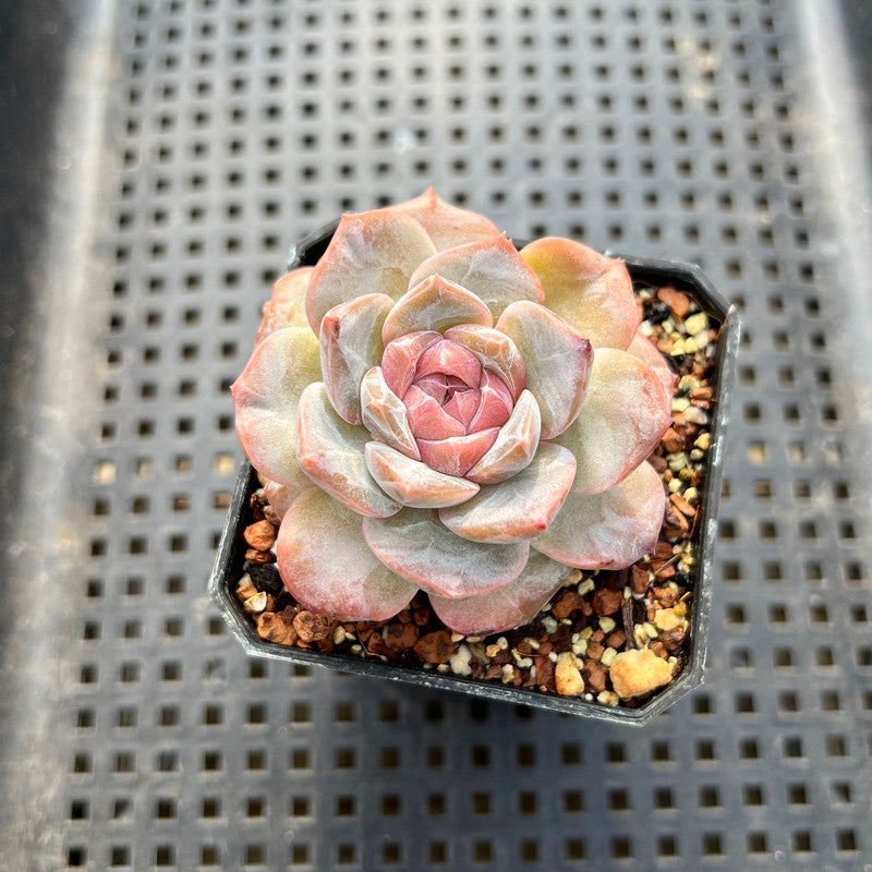 Echeveria 'Strawberry Boba' 2" Succulent Plant