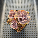 Echeveria 'Butterfly' 2" Cluster Succulent Plant