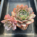 Echeveria 'Horizon' 3"-4" Succulent Plant