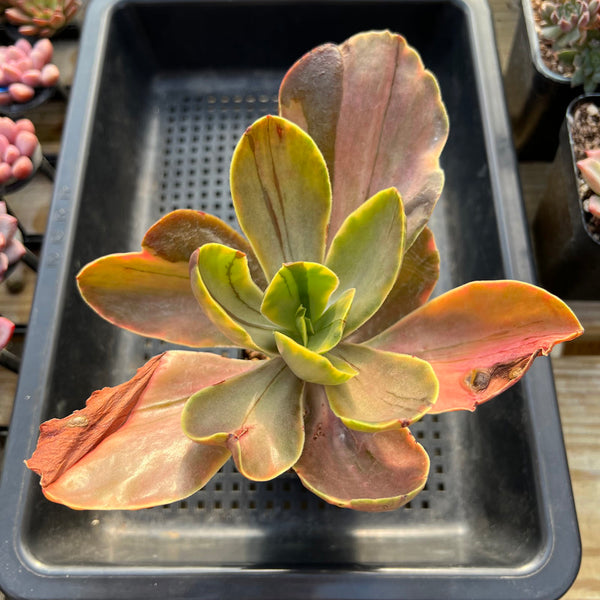 Echeveria 'Fimbriata' Variegated AKA 'Fasciculata' 5"-6" Succulent Plant