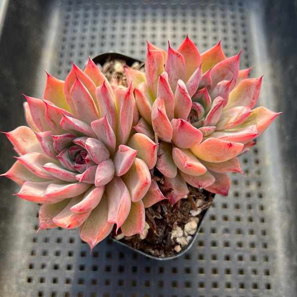 Echeveria 'Black Swan' 2"-3" Cluster Succulent Plant