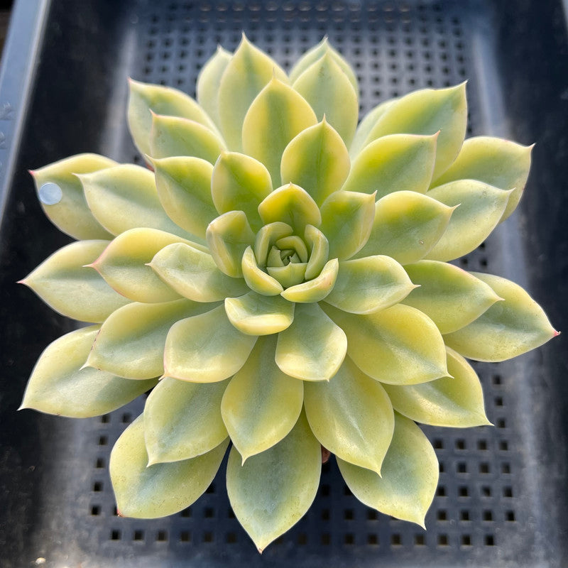 Echeveria 'Moon Fairy' Variegated 4"-5" Succulent Plant