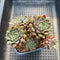 Echeveria 'Scorpio' Cluster 5" Succulent Plant