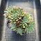 Echeveria 'Scorpio' Cluster 5" Succulent Plant