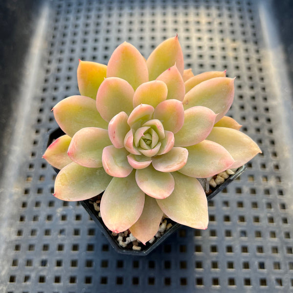 Echeveria 'Pink Vera' Variegated 2" Succulent Plant