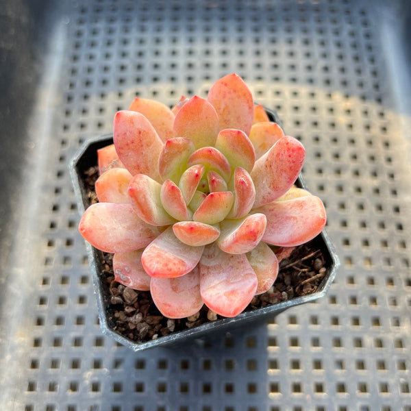 Echeveria 'Starmark' 2" Succulent Plant