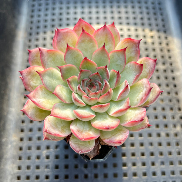 Echeveria sp. 3" Succulent Plant