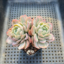 Echeveria sp. 2" Succulent Plant