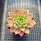 Echeveria 'Ice Pinky' 2"-3" Succulent Plant