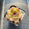 Echeveria sp. 2" Succulent Plant