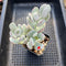 Cotyledon orbiculata var. oophylla 3" Cluster Succulent Plant