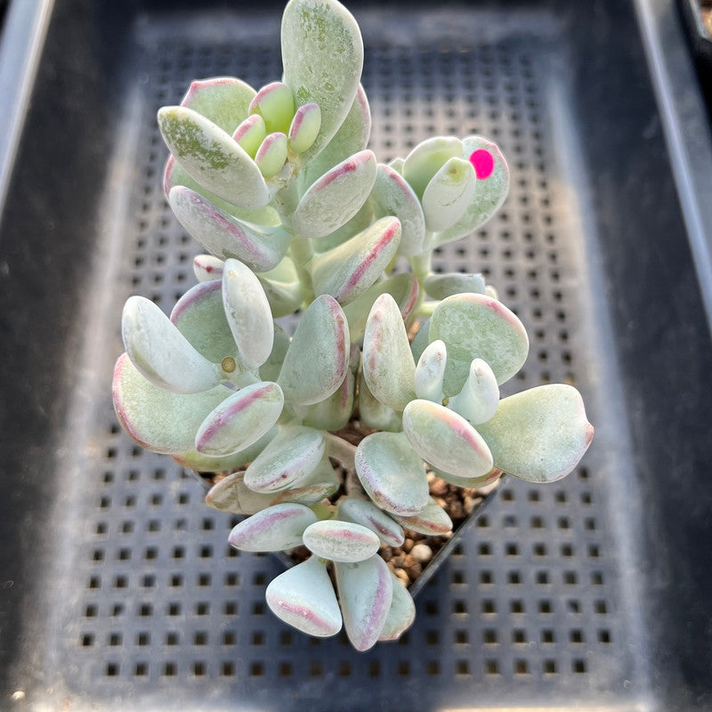 Cotyledon orbiculata var. oophylla 3" Cluster Succulent Plant