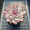 Echeveria Colorata Hybrid 3"-4" Succulent Plant