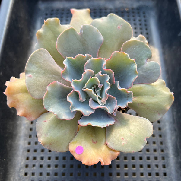 Echeveria 'Rapunzel' 3" Succulent Plant