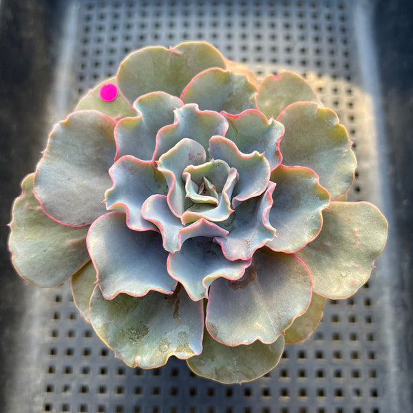 Echeveria 'Rapunzel' 3" Succulent Plant