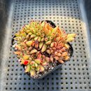 Echeveria Agavoides 'Elkhorn' Crested 2" Succulent Plant