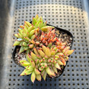 Echeveria Agavoides 'Elkhorn' Crested 2" Succulent Plant