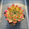 Echeveria 'Elizabeth' 2"-3" Succulent Plant