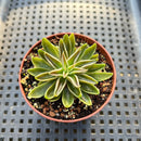 Echeveria Lutea 2" (100% Grown In House) Succulent Plant