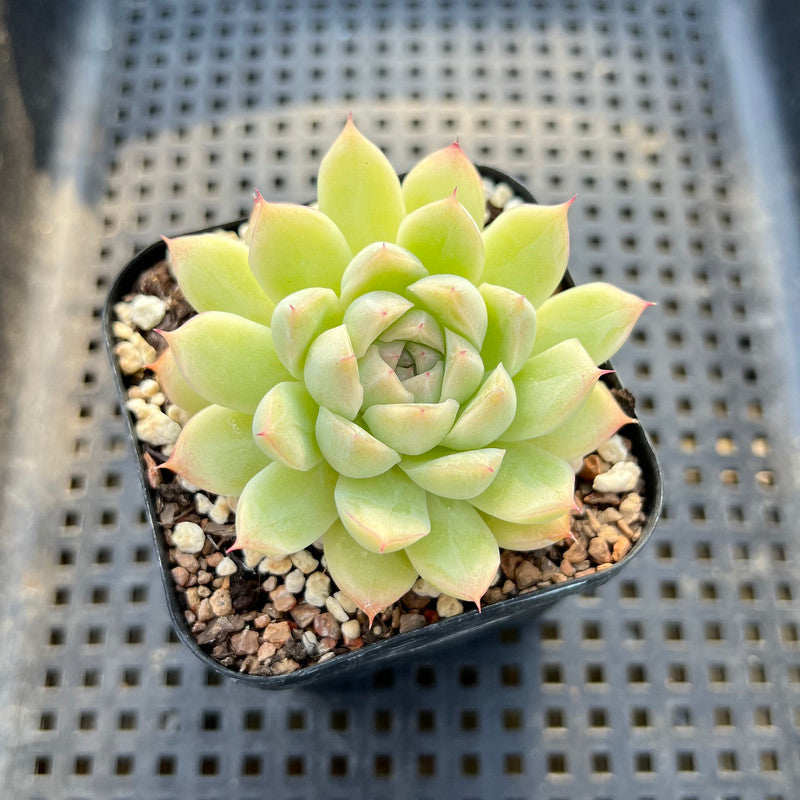 Echeveria sp. 2" Succulent Plant