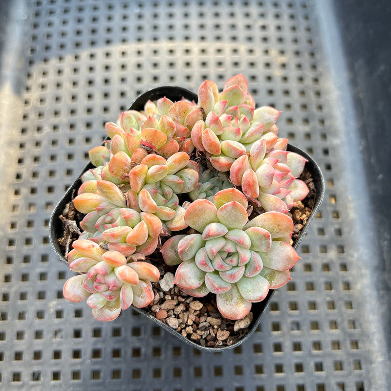 Echeveria sp. Cluster 3"-4" Succulent Plant