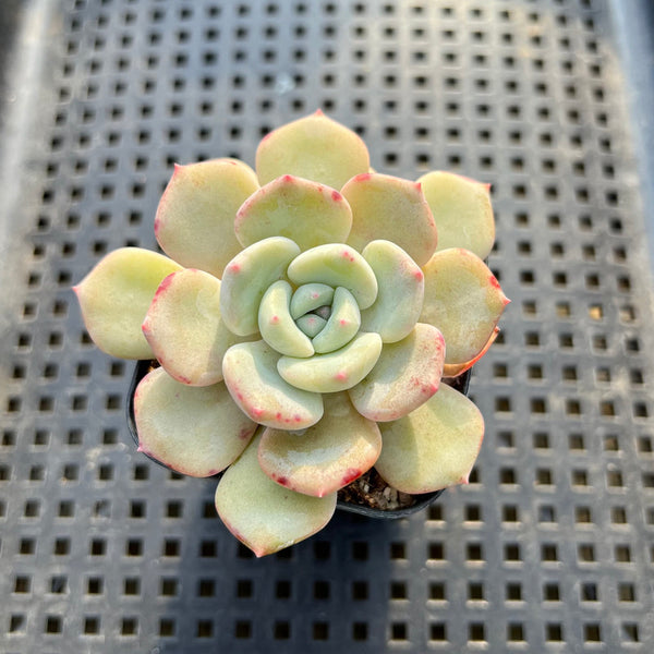 Echeveria sp. 2" Succulent Plant