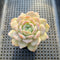 Echeveria sp. 2" Succulent Plant