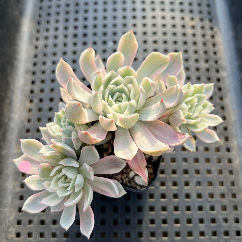 Echeveria 'Angel-In-Us' Variegated 3"-4" Succulent Plant