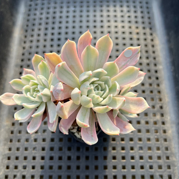 Echeveria 'Angel-In-Us' Variegated 2"-3" Succulent Plant