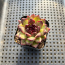 Echeveria 'Black Bear' 2" Succulent Plant