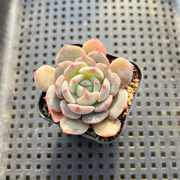 Echeveria sp. 1"-2" Succulent Plant