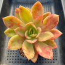 Echeveria 'Golden Glow' 4" Succulent Plant