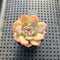 Echeveria sp. 2" Succulent Plant