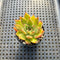 Echeveria sp. 2" Succulent Plant