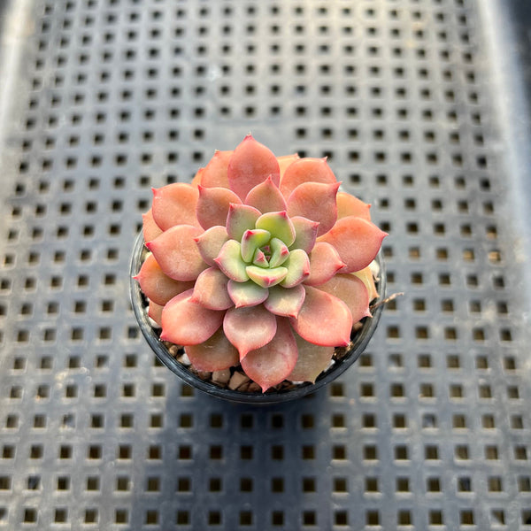 Echeveria sp. 2" Succulent Plant